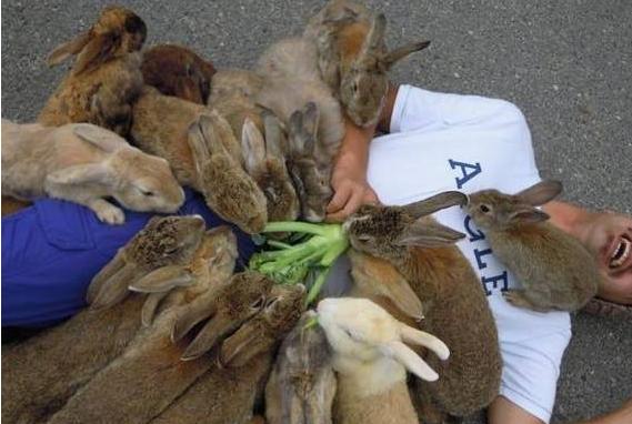 日本有一个小岛全部都是野兔子，长相特别的可爱，可为什么没人带走