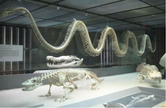 5800万年前的大蛇，通过高温育孕，原因令人感到害怕