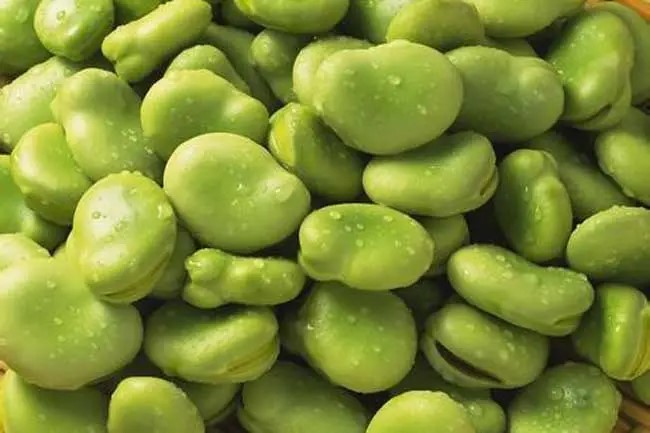 吃蚕豆对身体有什么好的影响