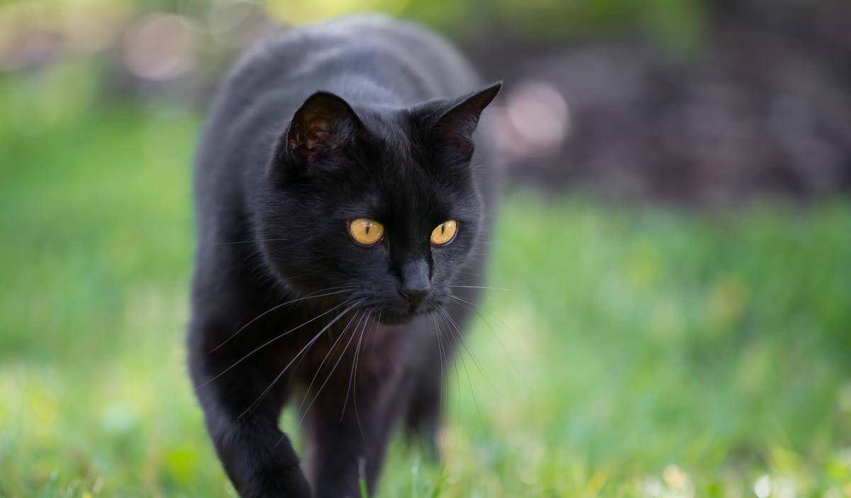 晚上遇到黑猫是不吉利的吗