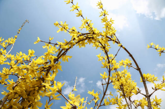 迎春花和连翘花怎样进行区分？