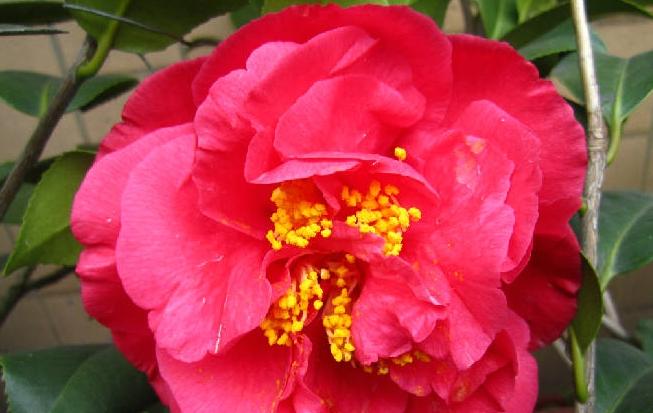 被誉为“茶花之王”，花姿优雅，值得养护的一种花