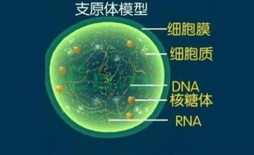 肺炎支原体抗体阳性是怎么回事