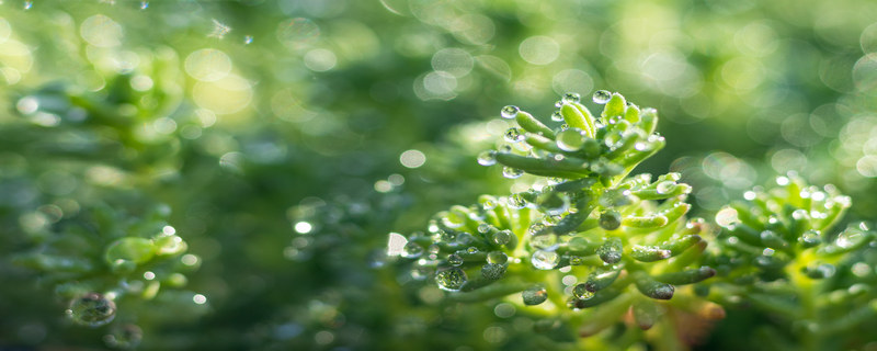 节气雨水是什么意思 节气雨水的简介