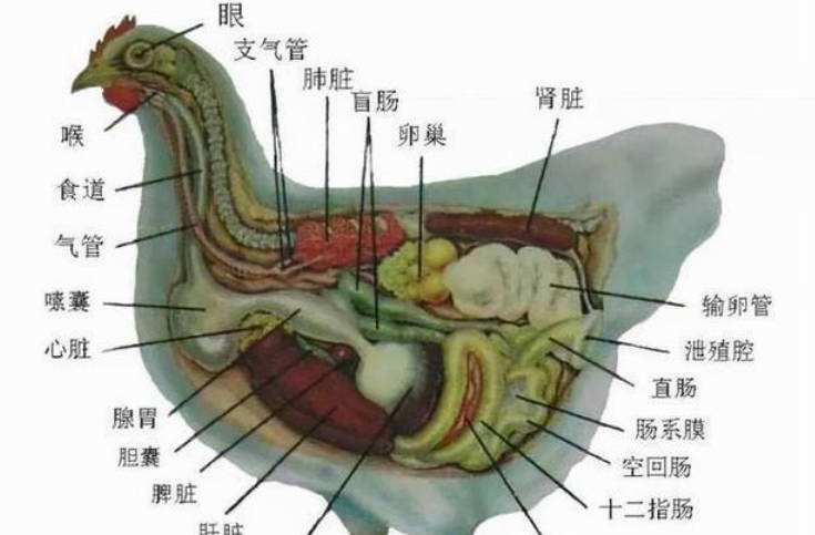 为什么雄性动物排泄和生殖共用一个器官  还有更优的进化方案吗