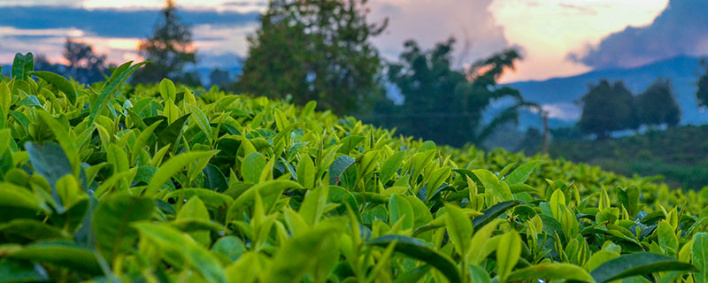 乌龙茶的功效与作用 乌龙茶图片