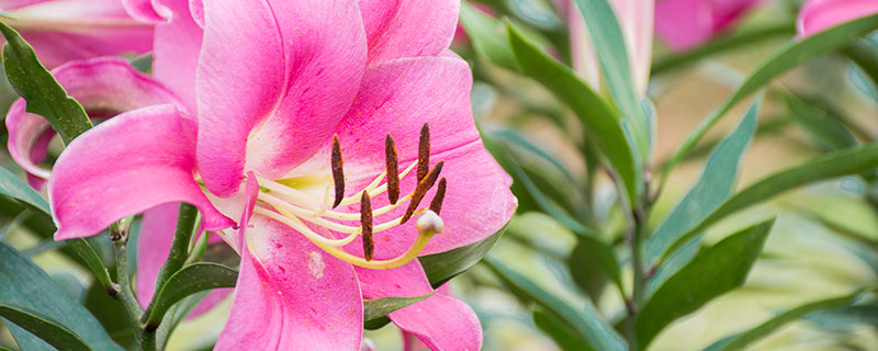 香水百合花语 香水百合花语是什么