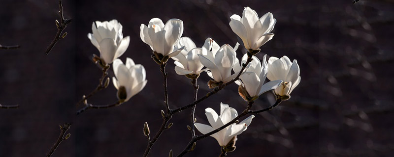 玉兰花花语 玉兰花花语是什么