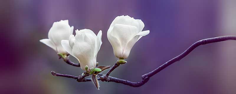 白玉兰花语 白玉兰花语是什么