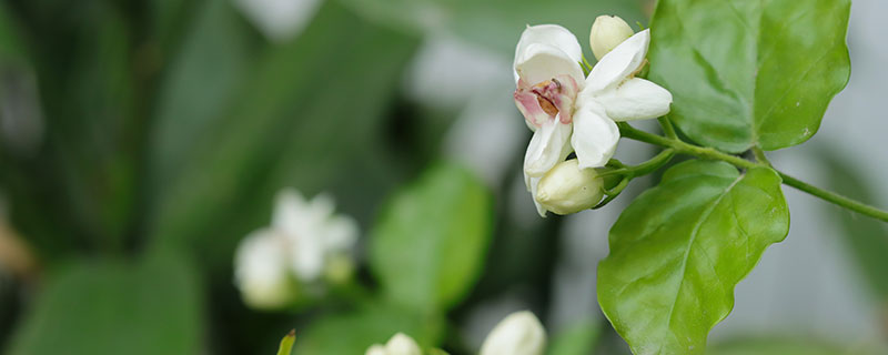 非洲茉莉怎么修剪 非洲茉莉的修剪方法