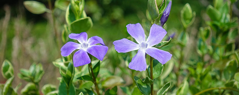 四季常开的花有哪些 有哪些花可以四季常开