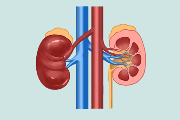 肾功能不全能吃什么 肾功能不全吃什么食物好