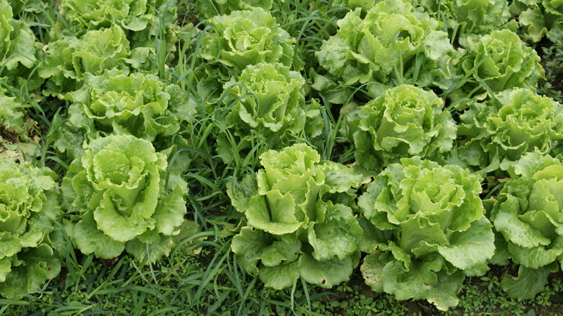 露天生菜种植方法