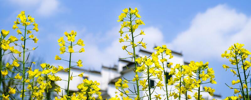 大同市春季赏花去哪里 大同市春季赏花圣地