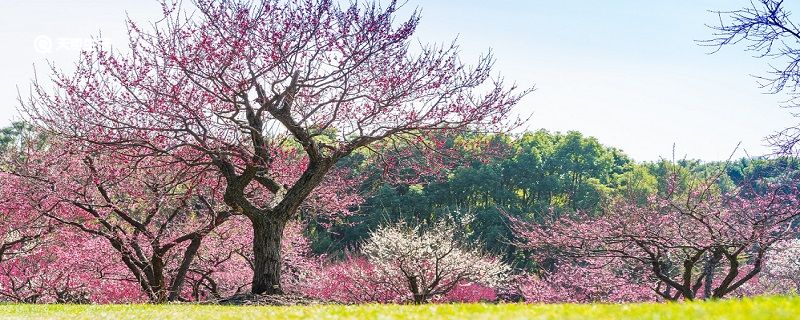 徐州市春季赏花去哪里 推荐徐州市春季赏花好去处