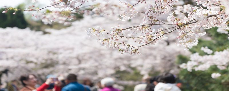 亳州市春季赏花去哪里 推荐亳州市春季赏花好去处