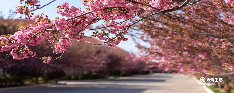 扬州市春季赏花去哪里 推荐扬州市春季赏花景点