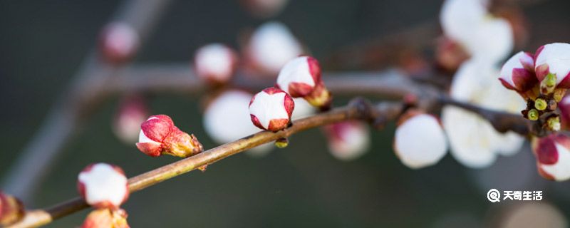 赣州市春季赏花去哪里 赣州春季赏花攻略