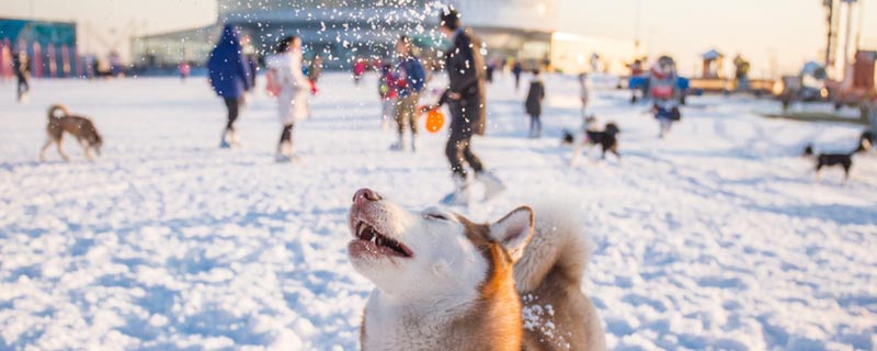 阿拉斯加和哈士奇的区别 阿拉斯加犬和哈士奇哪个好养