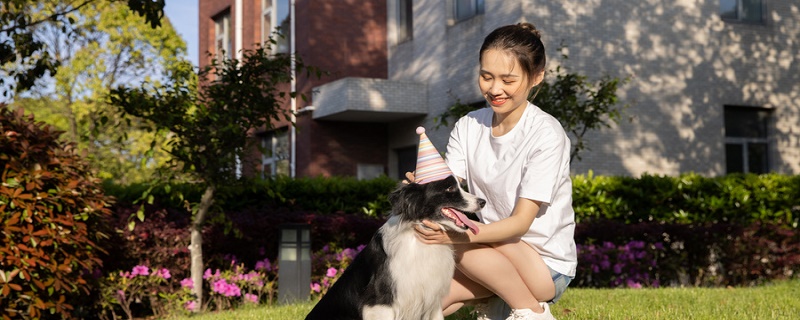 边境牧羊犬性格 边境牧羊犬的智商