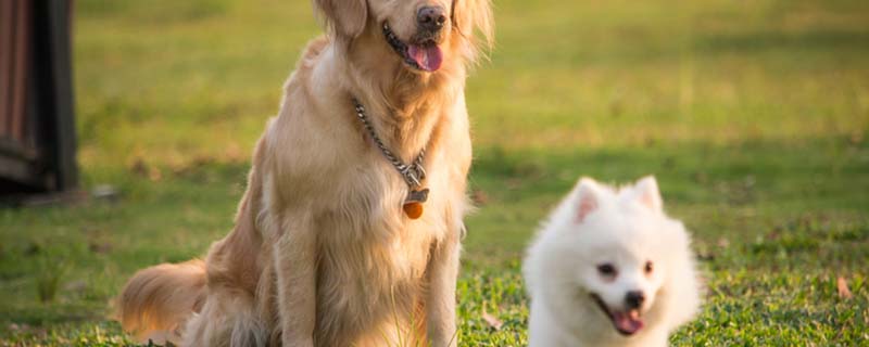 金毛犬怎么训练 金毛犬的特点是什么