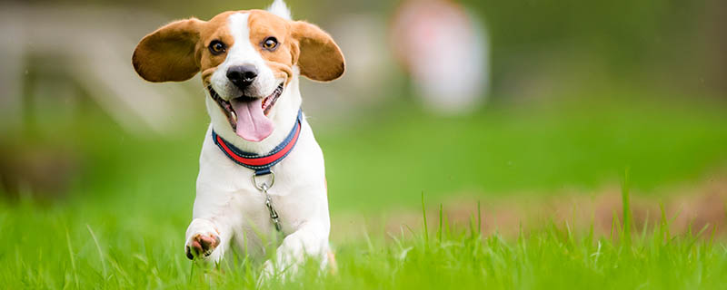 比格犬怎样训练 比格犬的形态特征是什么