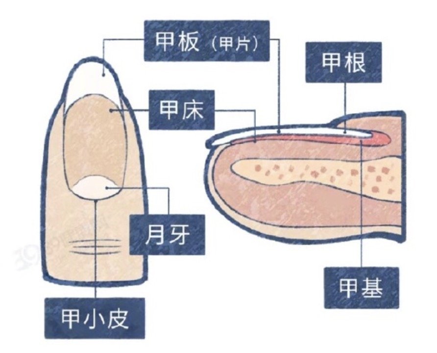 为什么有人指甲上有月牙有人却没有