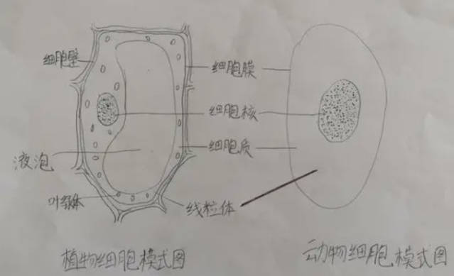 初一生物怎么学才能提高成绩 初一生物提分秘诀